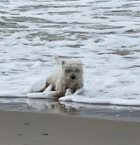 Westie Hündin