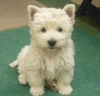 Westie Hündin Venja