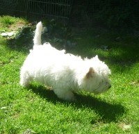 Westie Venja