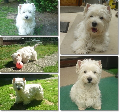 Westie Hündin Venja