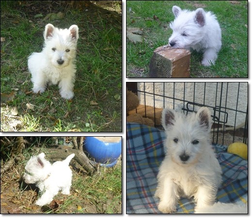 Westies fünf Welpen