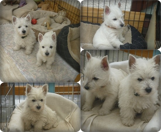 Rüde-Hündin zwei Welpen