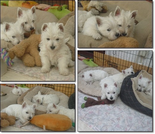 Welpen Westies fünf Welpen