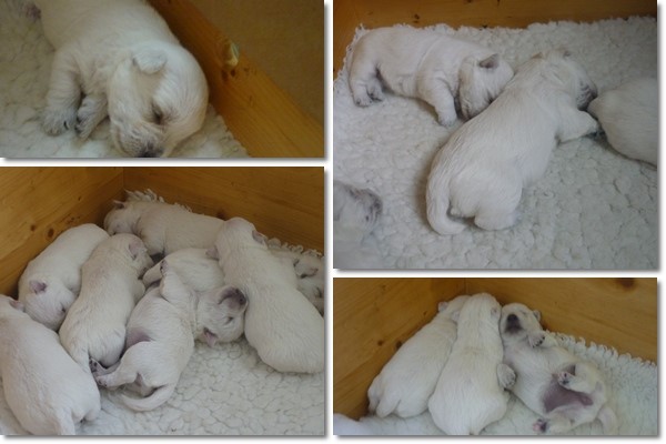 Terrier Welpen