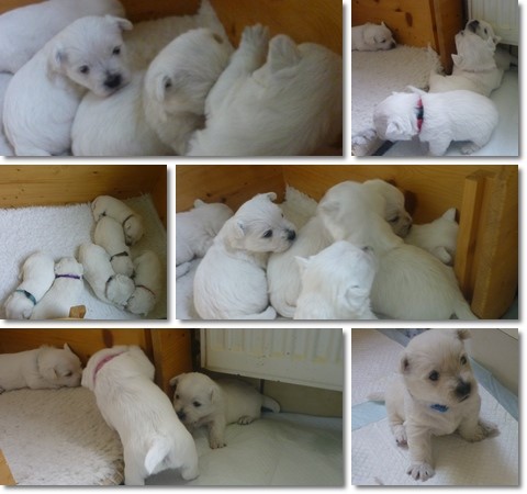 Westie Welpen
